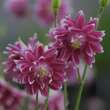 Aquilegia vulgaris 'Nora Barlow': Bild 3/4