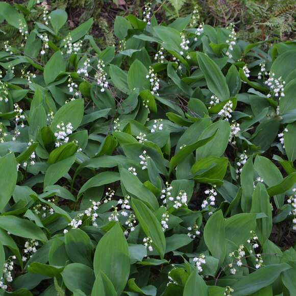 Convallaria majalis: Bild 4/5 Convallaria majalis: Bild 4/5