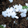 Cyclamen hederifolium 'Album': Bild 2/2
