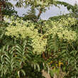 Aralia elata: Bild 1/5