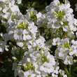 Arabis caucasica 'Bakkely': Bild 2/4