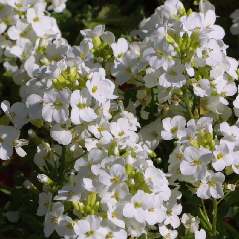 Gänsekresse Arabis caucasica 'Bakkely' weiß