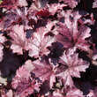 Heuchera 'Amethyst Myst': Bild 2/4