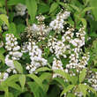 Deutzia magnifica: Bild 1/1