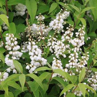 Deutzia magnifica
