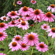 Echinacea purpurea 'Magnus': Bild 3/4