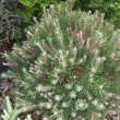 Pinus mugo 'Laurin': Bild 2/2