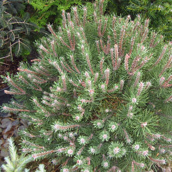 Pinus mugo 'Laurin'
