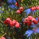 Taxus baccata - Heimische Eibe