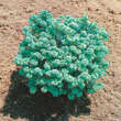 Abies balsamea 'Nana': Bild 1/2
