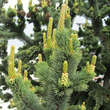 Pinus aristata: Bild 2/4