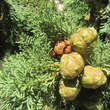 Cupressus sempervirens: Bild 2/3