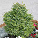 Picea omorika 'Nana' - Zwerg-Serbenfichte