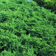 Juniperus procumbens: Bild 1/3