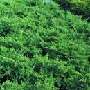 Juniperus procumbens - Kriechwacholder