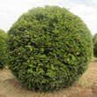 Taxus baccata Kugel: Bild 9/20