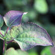 Cercidiphyllum japonicum 'Rotfuchs': Bild 1/2