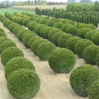 young living thuja Buy Thuja Essential Oil for Diffuser & Aromatherapy – SVA Organics main image 0