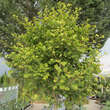 Ginkgo biloba 'Anny's Dwarf': Bild 1/2