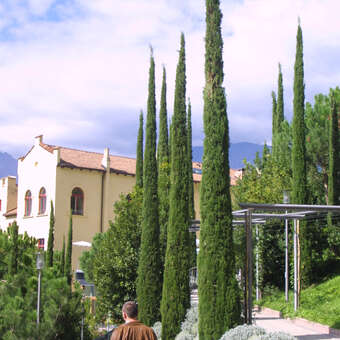 Cupressus sempervirens 'Stricta': Bild 3/3