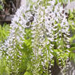 Wisteria floribunda 'Shiro-noda': Bild 2/8