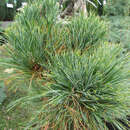 Pinus cembra 'Sartori' - Kegelige Zirbelkiefer