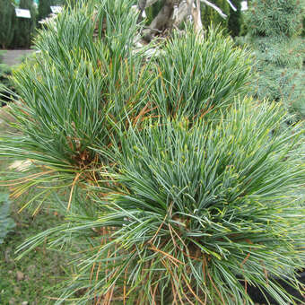 Pinus cembra 'Sartori'