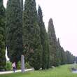 Cupressus sempervirens: Bild 1/3