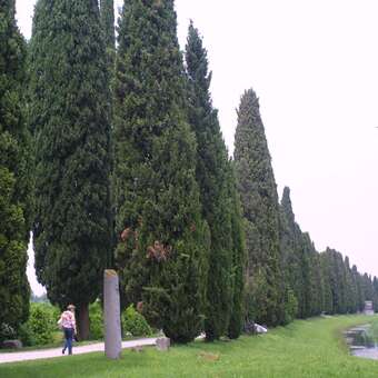 Cupressus sempervirens