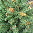 Picea abies 'Pusch': Bild 1/4