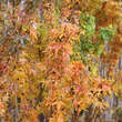 Acer palmatum 'Kotohime': Bild 4/5