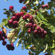 Sorbus 'Titan': Bild 9/12