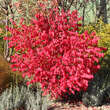 Euonymus alatus 'Fireball': Bild 5/5