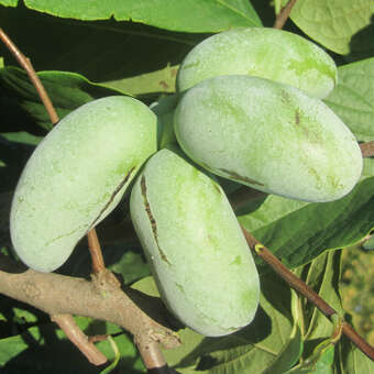 Asimina triloba 'Taytoo'