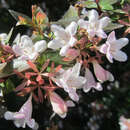 Abelia grandiflora - Weiße Abelie