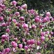 Magnolia soulangeana 'Lennei': Bild 6/6