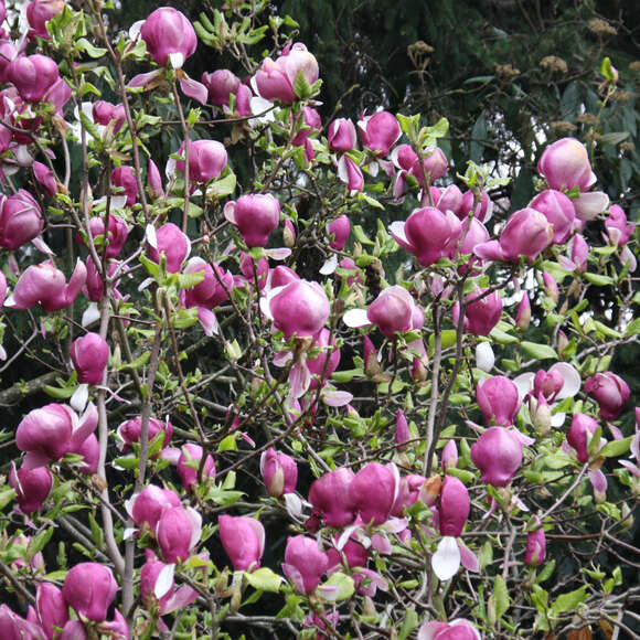 Magnolia soulangeana 'Lennei': Bild 6/6 Magnolia soulangeana 'Lennei': Bild 6/6