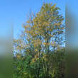 Prunus serotina: Bild 6/6