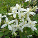 Clematis terniflora - Duft-Waldrebe