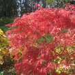 Acer palmatum 'Baldsmith' H150+: Bild 5/7