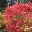 Acer palmatum 'Baldsmith'     H100+: Bild 5/6