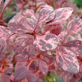 Berberis thunbergii 'Rose Glow' - Gefleckte Berberitze