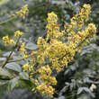 Koelreuteria paniculata 'Coral Sun': Bild 2/5