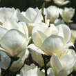 Magnolia soulangeana 'Alba Superba': Bild 4/4