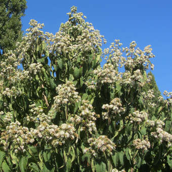 Heptacodium miconioides: Bild 9/12