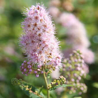 Spiraea salicifolia