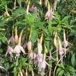 Fuchsia 'Whiteknight's Pearl': Bild 2/4