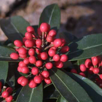 Skimmia japonica