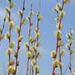 Salix repens: Bild 1/2