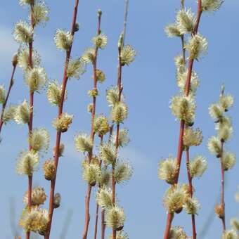 Salix repens